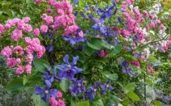 Durandii Clematis - 1 Gallon Pot -Wilson Bros Garden clematis durandii 8