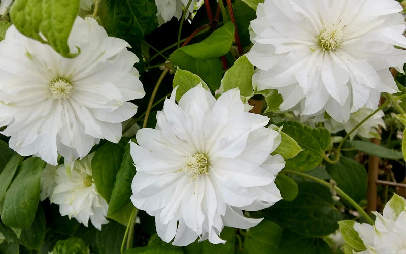 Duchess Of Edinburgh Clematis - 1 Gallon Pot 7 Duchess Of Edinburgh Clematis - 1 Gallon Pot - Image 5