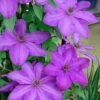 Elsa Spath Clematis - 1 Gallon Pot -Wilson Bros Garden clematis elsa spath 6