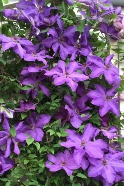 Elsa Spath Clematis - 1 Gallon Pot -Wilson Bros Garden clematis elsa spath 9