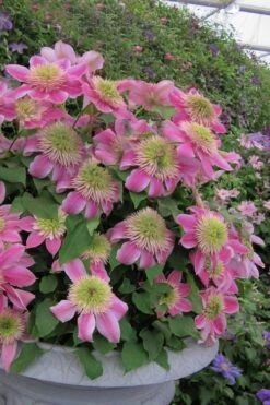 Empress Clematis - 1 Gallon Pot -Wilson Bros Garden clematis empress 4