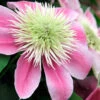 Empress Clematis - 1 Gallon Pot -Wilson Bros Garden clematis empress 6 1