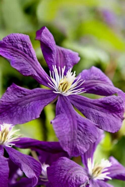 Etoile Violette Clematis - 1 Gallon Pot -Wilson Bros Garden clematis etoile violette 10 1