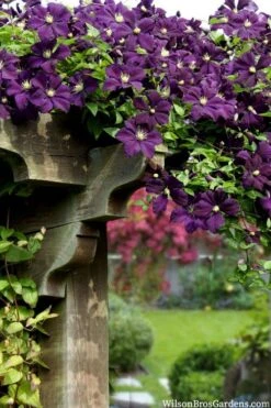 Etoile Violette Clematis - 1 Gallon Pot -Wilson Bros Garden clematis etoile violette 11