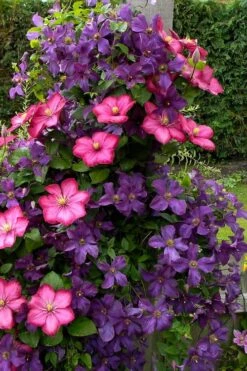 Etoile Violette Clematis - 1 Gallon Pot -Wilson Bros Garden clematis etoile violette 4