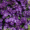 Etoile Violette Clematis - 1 Gallon Pot -Wilson Bros Garden clematis etoile violette 8 1