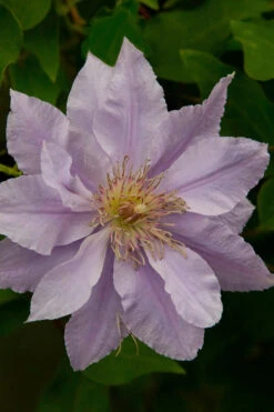 Filigree Clematis - 1 Gallon Pot -Wilson Bros Garden clematis filigree 4 1