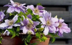 Filigree Clematis - 1 Gallon Pot -Wilson Bros Garden clematis filigree 7