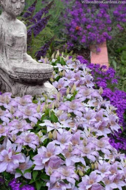 Filigree Clematis - 1 Gallon Pot -Wilson Bros Garden clematis filigree 9 1