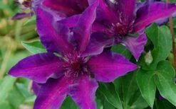 Fleuri Clematis - 1 Gallon Pot 13 Fleuri Clematis - 1 Gallon Pot -Wilson Bros Garden clematis fleuri 10