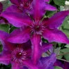 Fleuri Clematis - 1 Gallon Pot