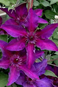 Fleuri Clematis - 1 Gallon Pot 12 Fleuri Clematis - 1 Gallon Pot -Wilson Bros Garden clematis fleuri 11