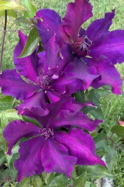 Fleuri Clematis - 1 Gallon Pot -Wilson Bros Garden clematis fleuri 14 1