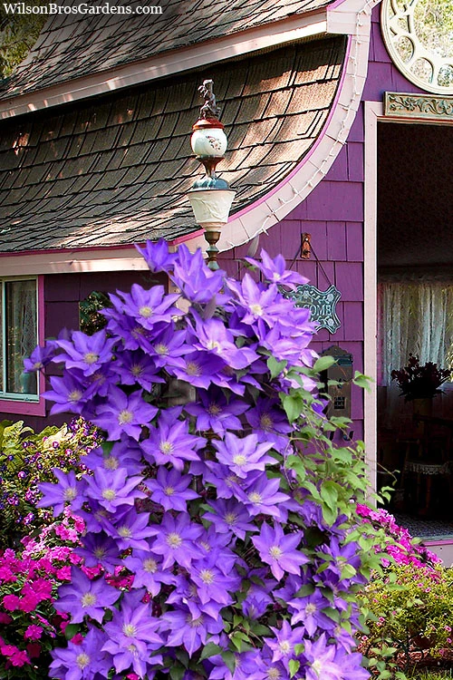 General Sikorski Clematis- 1 Gallon Pot 7 General Sikorski Clematis- 1 Gallon Pot - Image 5