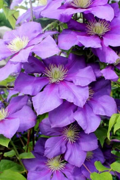 General Sikorski Clematis- 1 Gallon Pot 13 General Sikorski Clematis- 1 Gallon Pot -Wilson Bros Garden clematis general sikorski 7 1