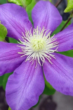 General Sikorski Clematis- 1 Gallon Pot 16 General Sikorski Clematis- 1 Gallon Pot -Wilson Bros Garden clematis general sikorski 8 1