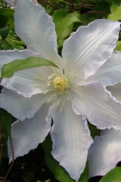 Gillian Blades Clematis - 1 Gallon Pot -Wilson Bros Garden clematis gillian blades 5