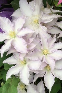 Gillian Blades Clematis - 1 Gallon Pot -Wilson Bros Garden clematis gillian blades 500x750 1