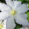 Gillian Blades Clematis - 1 Gallon Pot -Wilson Bros Garden clematis gillian blades 7