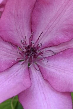 Giselle Clematis - 1 Gallon Pot -Wilson Bros Garden clematis giselle 10 1