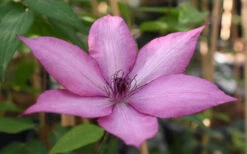 Giselle Clematis - 1 Gallon Pot -Wilson Bros Garden clematis giselle 11