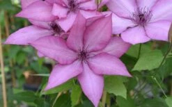 Giselle Clematis - 1 Gallon Pot -Wilson Bros Garden clematis giselle 12 1