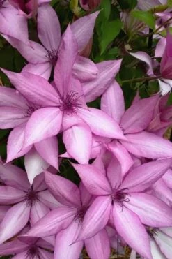 Giselle Clematis - 1 Gallon Pot -Wilson Bros Garden clematis giselle 13 1