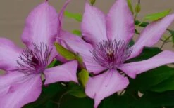 Giselle Clematis - 1 Gallon Pot -Wilson Bros Garden clematis giselle 7 1