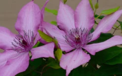 Giselle Clematis - 1 Gallon Pot -Wilson Bros Garden clematis giselle 7
