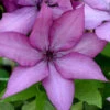 Giselle Clematis - 1 Gallon Pot 1 Giselle Clematis - 1 Gallon Pot -Wilson Bros Garden clematis giselle 9