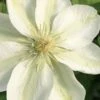 Guernsey Cream Clematis - 1 Gallon Pot -Wilson Bros Garden clematis guernsey cream 2