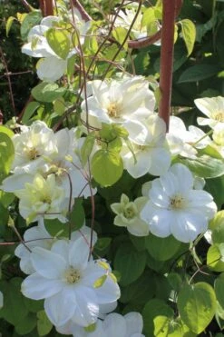 Guernsey Cream Clematis - 1 Gallon Pot -Wilson Bros Garden clematis guernsey cream 3