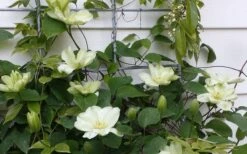 Guernsey Cream Clematis - 1 Gallon Pot -Wilson Bros Garden clematis guernsey cream 4