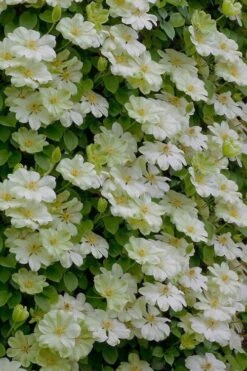 Guernsey Cream Clematis - 1 Gallon Pot -Wilson Bros Garden clematis guernsey cream 5