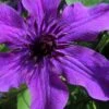 Guiding Promise Clematis - 1 Gallon Pot 1 Guiding Promise Clematis - 1 Gallon Pot -Wilson Bros Garden clematis guiding promise 4