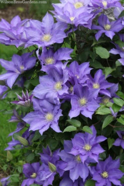 H. F. Young Clematis - 3 Gallon Pot -Wilson Bros Garden clematis h f young 13 2