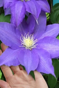 H. F. Young Clematis - 3 Gallon Pot