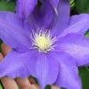 H. F. Young Clematis - 1 Gallon Pot 1 H. F. Young Clematis - 1 Gallon Pot -Wilson Bros Garden clematis h f young 17
