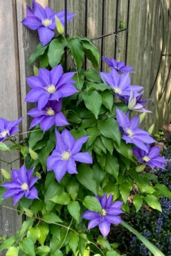 H. F. Young Clematis - 3 Gallon Pot -Wilson Bros Garden clematis h f young 5 2
