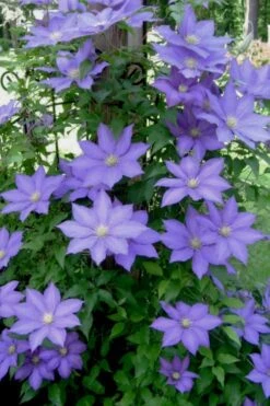 H. F. Young Clematis - 1 Gallon Pot 13 H. F. Young Clematis - 1 Gallon Pot -Wilson Bros Garden clematis h f young 9