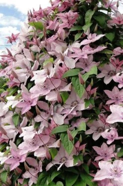 Hagley Hybrid Clematis - 1 Gallon Pot -Wilson Bros Garden clematis hagley hybrid 11