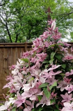 Hagley Hybrid Clematis - 1 Gallon Pot -Wilson Bros Garden clematis hagley hybrid 12