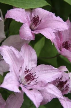 Hagley Hybrid Clematis - 1 Gallon Pot -Wilson Bros Garden clematis hagley hybrid 14