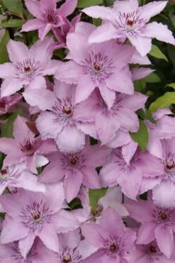 Hagley Hybrid Clematis - 1 Gallon Pot -Wilson Bros Garden clematis hagley hybrid 15