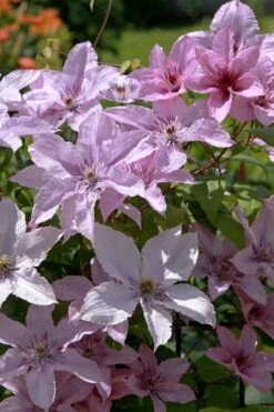 Hagley Hybrid Clematis - 1 Gallon Pot -Wilson Bros Garden clematis hagley hybrid 18