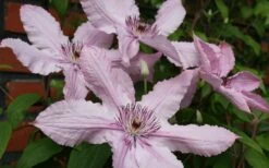 Hagley Hybrid Clematis - 1 Gallon Pot -Wilson Bros Garden clematis hagley hybrid 21