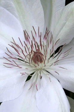 Henryi Clematis - 1 Gallon Pot 15 Henryi Clematis - 1 Gallon Pot -Wilson Bros Garden clematis henryi 1