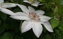 Henryi Clematis - 1 Gallon Pot 17 Henryi Clematis - 1 Gallon Pot -Wilson Bros Garden clematis henryi 3