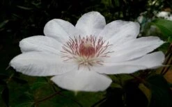 Henryi Clematis - 1 Gallon Pot 18 Henryi Clematis - 1 Gallon Pot -Wilson Bros Garden clematis henryi 4 1