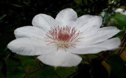 Henryi Clematis - 1 Gallon Pot 18 Henryi Clematis - 1 Gallon Pot -Wilson Bros Garden clematis henryi 4